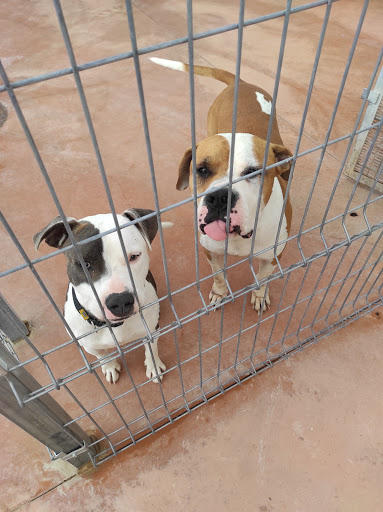 CCAAC Centre Comarcal d'Atenció d'Animals de Companyia del Barcelonès