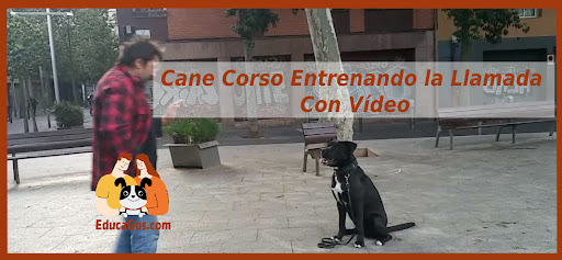 Educador Canino en Barcelona EducaGos