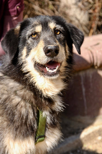 ASOCIACIÓN ANIMALISTA SITGES ÀNGELS