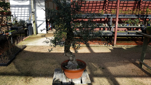 La Tienda del Bonsai S. L.