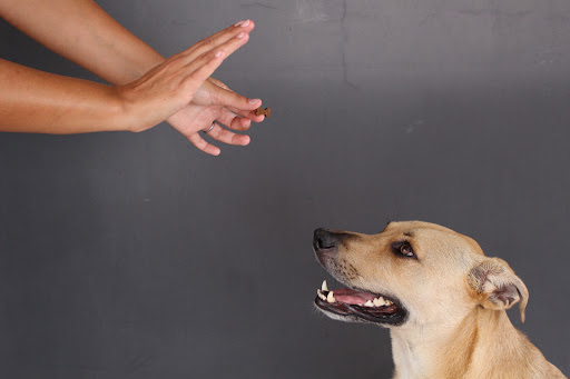 Como Can Educación Canina