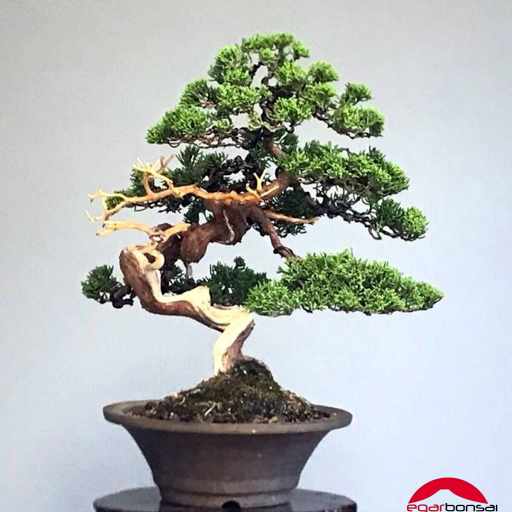 Egarbonsai