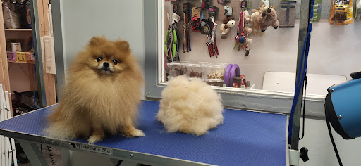 Gat i gos d'horta peluqueria canina y felina