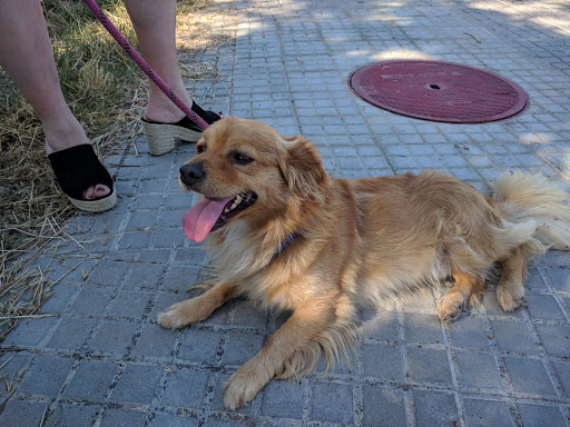 Refugio Municipal de Animales de Compañia (RMAC)