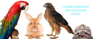 Veterinario Exóticos a Domicilio