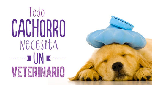 Veterinario A Domicilio