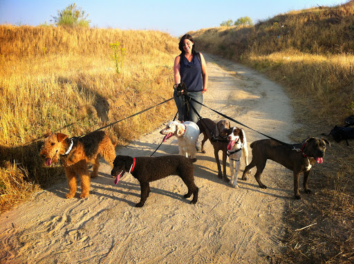 Boncan Educación Canina