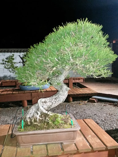 Escola de Bonsai Josep Berch