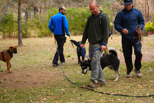 DOGGED - Adiestramiento Canino