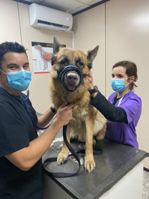 GAREM Veterinarios 24 horas