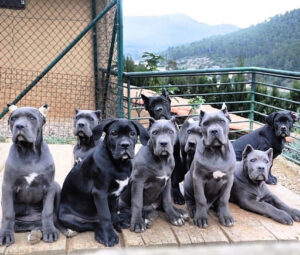 CRIADORES CANE CORSO - Corsos X-man S.L