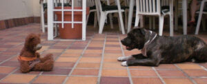 Canis BCN - Educación Canina y adiestramiento