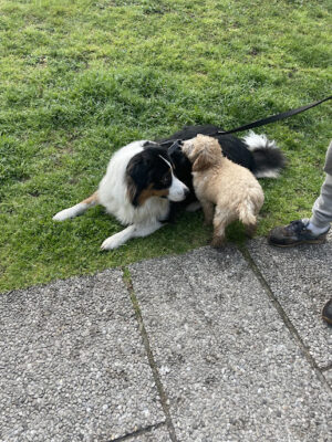 DOGKING