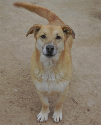 ASOCIACIÓN ANIMALISTA SITGES ÀNGELS