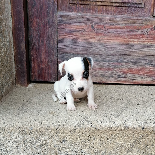 Lubagos Centre de cria i selecció canina