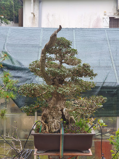 Bonsai collsacreu c/marfull n 7 urbanizacion Collsacreu Vallgorguina