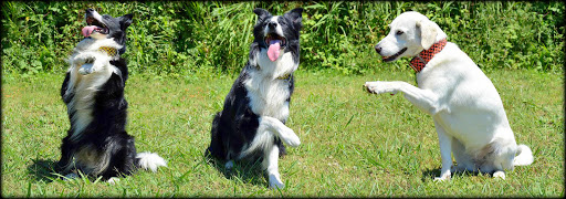 HiroBorderCollie