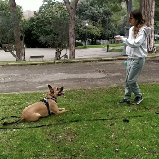 Sapiens Dog - Educación Canina / Adiestramiento Canino / Educación Cachorros