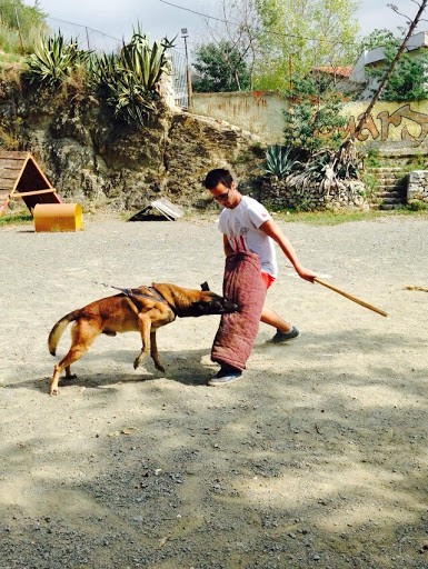 Los Guardianes - Adiestramiento Canino