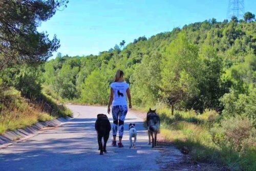 Travican. Educación y Adiestramiento canino