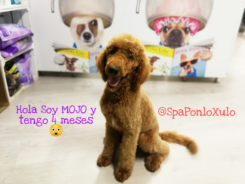 Spa Ponlo Xulo Peluquería y Estética Canina Born